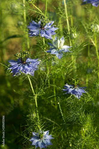 Nigella sativa flower with blue flowers (Love-in-a-mist), summer herb plant with different shades of blue flowers on small green shrub. Medicinal plant black caraway, black cumin, garden background.
