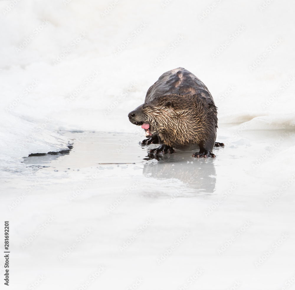 Obraz premium River otter in the wild