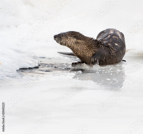 River otter in the wild