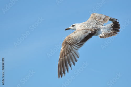 Canvas Print flying Seagull against the blue sky