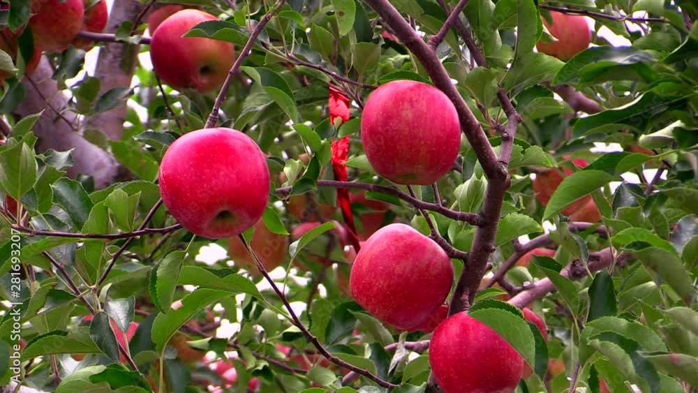 Low angle shot of apples on apple tree, Hirosaki, Aomori Low angle shot of apples on apple tree, Hirosaki, Aomori