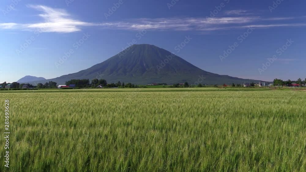 Mount Yotei and wheat field, Kutchan, Hokkaido, Japan Mount Yotei and wheat field, Kutchan, Hokkaido, Japan