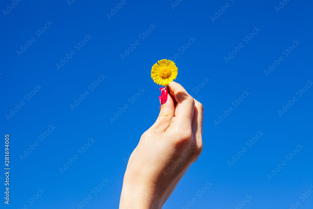 Yellow dandelion in a female hand against a blue sky Yellow dandelion in a female hand against a blue sky