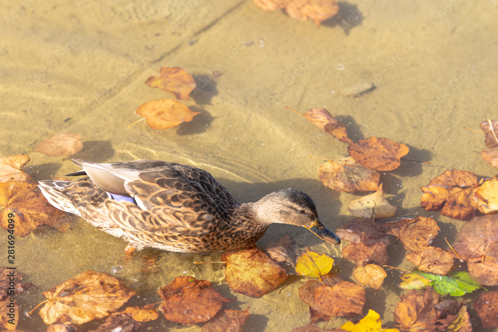 City duck. Duck in shallow water among fallen leaves. City duck. Duck in shallow water among fallen leaves.