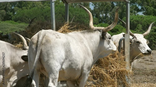 Maremmana breed cattles eating hay photo