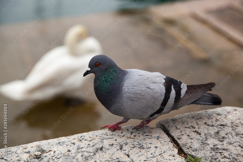 Obraz premium Pigeons beside the harbour in Desenzano ,Lake Garda , Italy