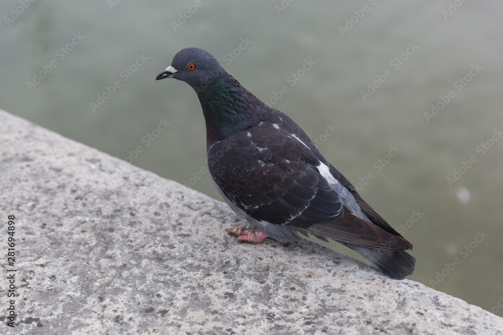 Pigeons beside the harbour in Desenzano ,Lake Garda , Italy Pigeons beside the harbour in Desenzano ,Lake Garda , Italy