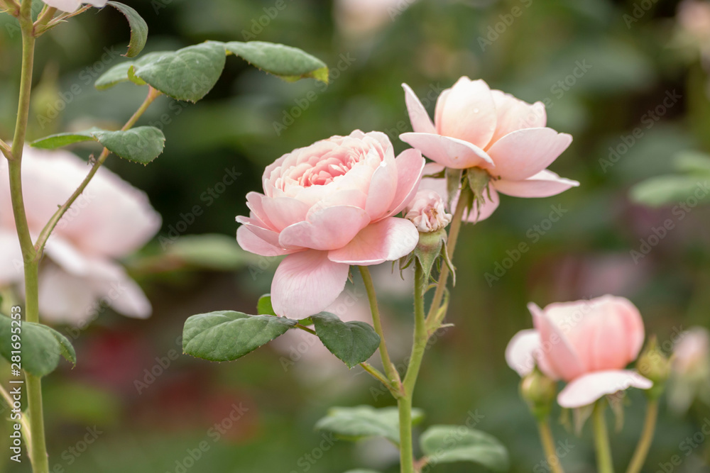Fototapeta premium Pink roses in the garden