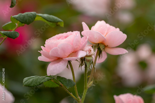 Pink roses in the garden photo