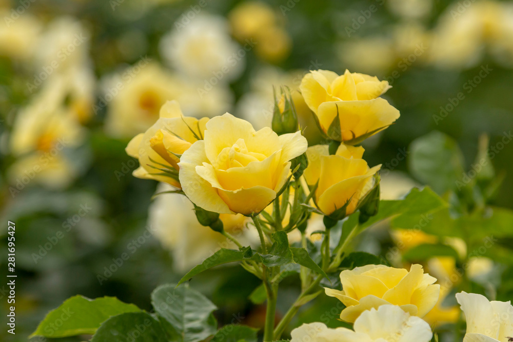 Yellow roses in the garden Yellow roses in the garden