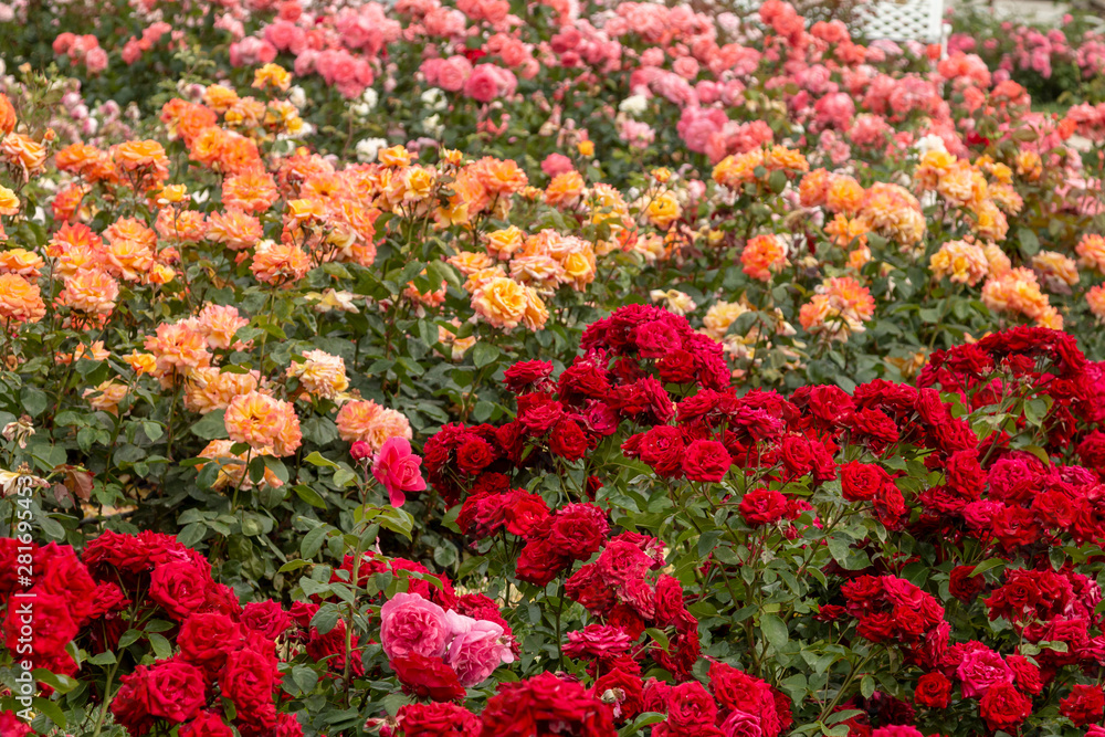 Rose garden with assorted roses