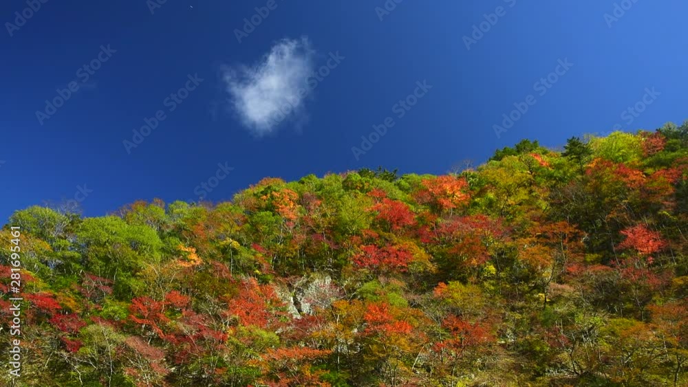 Low angle shot of colorful Beppu Canyon in autumn, Kami, Kochi Low angle shot of colorful Beppu Canyon in autumn, Kami, Kochi