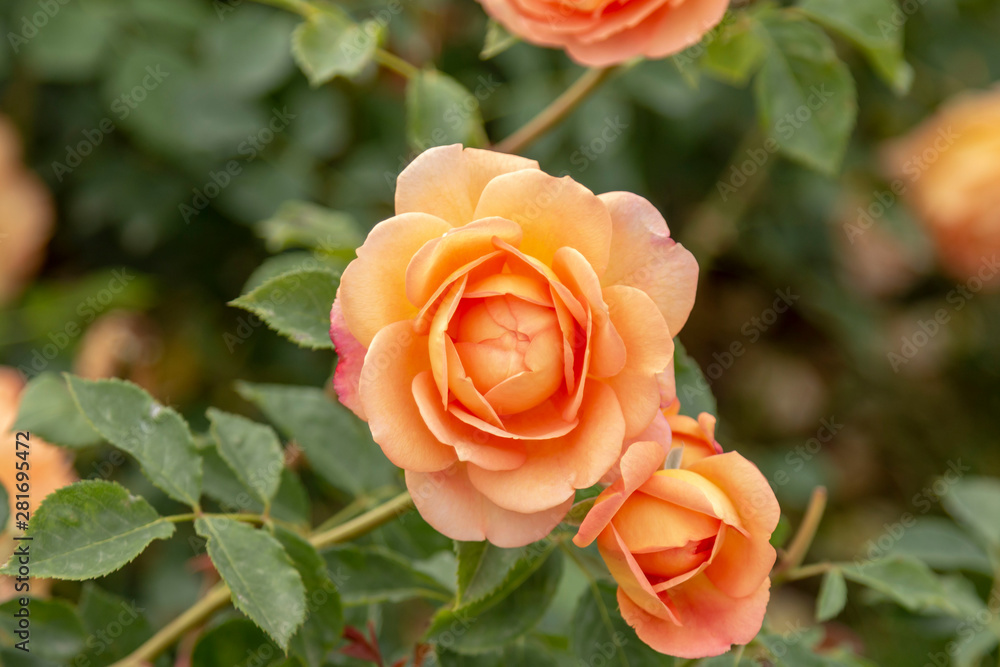 Rose garden with assorted roses Rose garden with assorted roses
