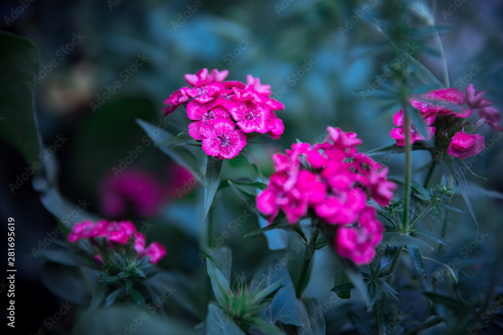 Beautiful garden pink flowers Beautiful garden pink flowers