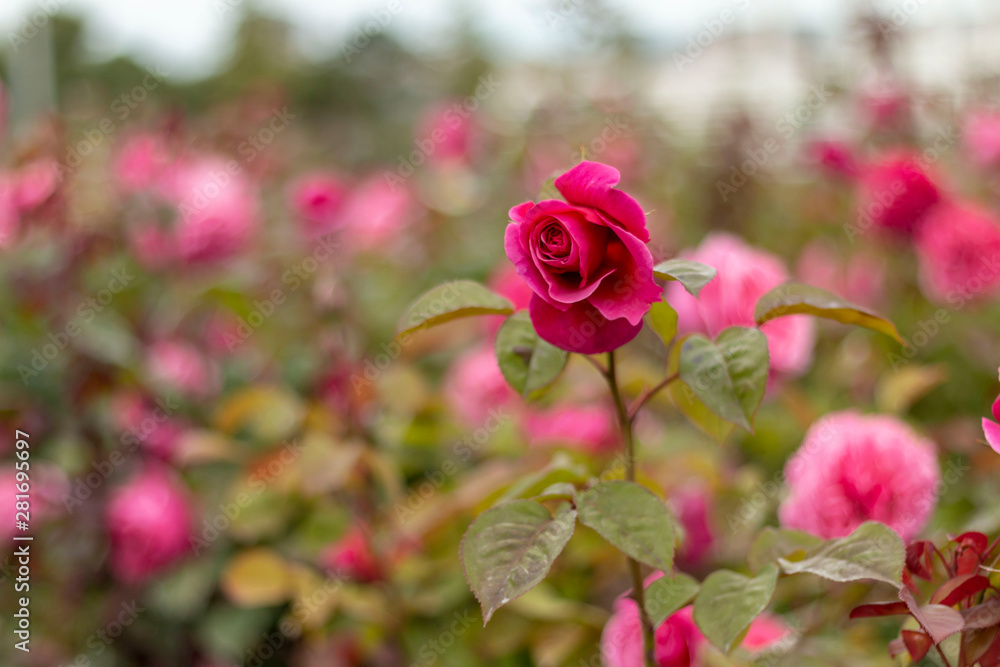 Obraz premium Red rose in the garden