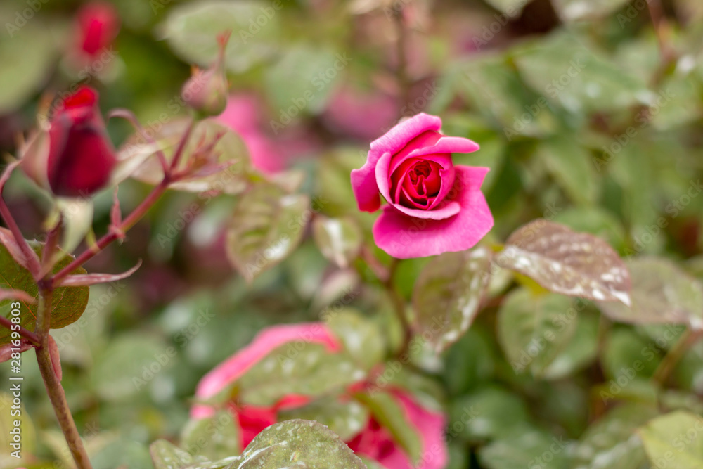 Obraz premium Red rose in the garden