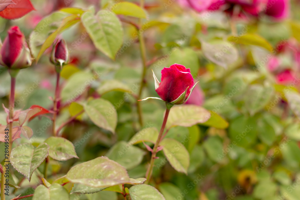 Red rose in the garden Red rose in the garden