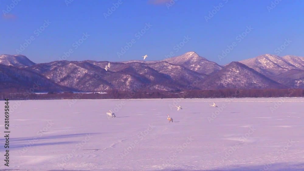 Swans flying above Kotan lake, Teshikaga, Hokkaido, Japan Swans flying above Kotan lake, Teshikaga, Hokkaido, Japan