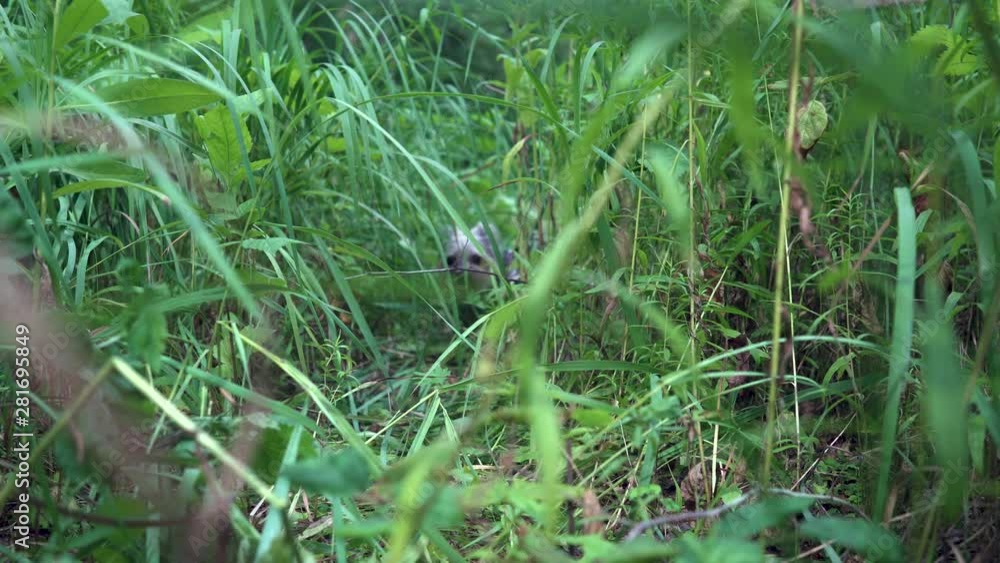 A little dog of Yorkshire terrier walks through the bushes. Scared and running away A little dog of Yorkshire terrier walks through the bushes. Scared and running away