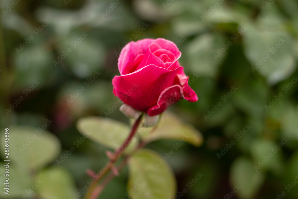 Obraz premium Red rose in the garden