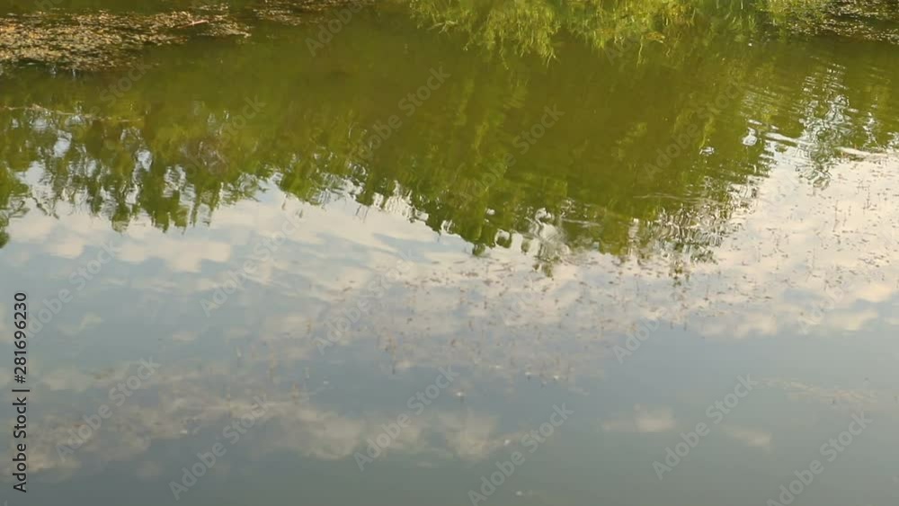 Pond with sunny morning light. trees reflected in a water. Early morning time. close-up Pond with sunny morning light. trees reflected in a water. Early morning time. close-up