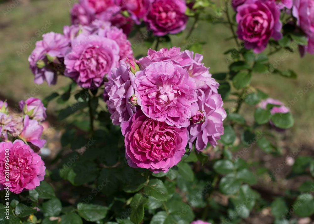Obraz premium Amazing Roses