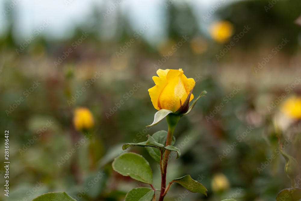 Fototapeta premium Yellow roses in the garden
