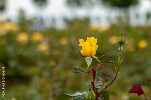 Yellow roses in the garden