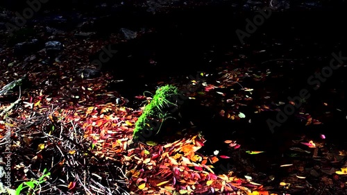 Leaves on river in Shiraga Valley in autumn, Japan photo