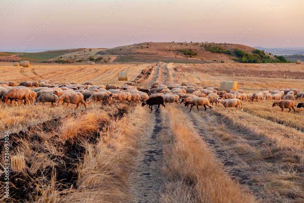 Naklejka premium field with sheeps