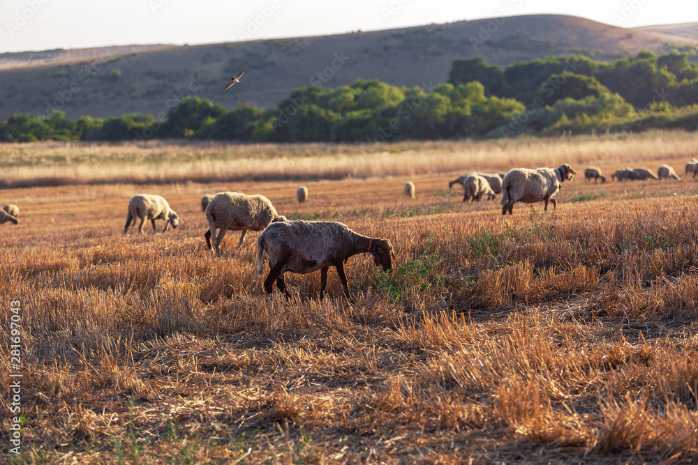 field with sheeps field with sheeps