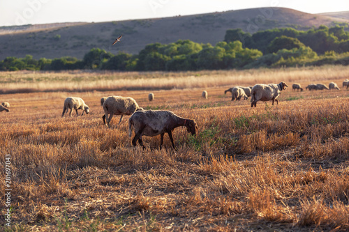 field with sheeps © VLADIMIR