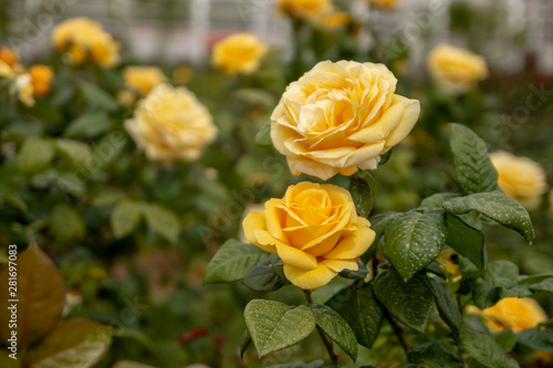 Yellow roses in the garden photo