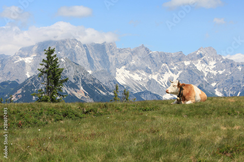 cow lying in a meadow in the Alps against the mountains