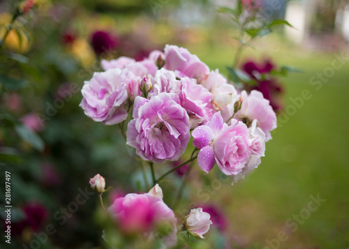 Glowing Ping Roses