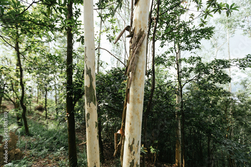 Eucalyptus trees in tropical forest mountians