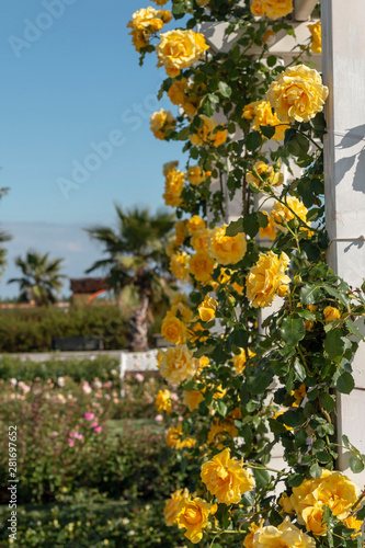 Yellow roses on garden wall