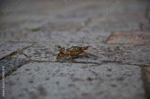 Crab In Venice