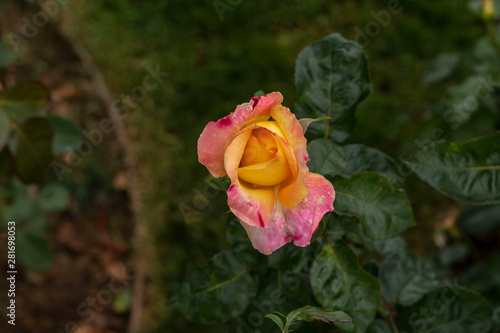 Yellow roses in the garden