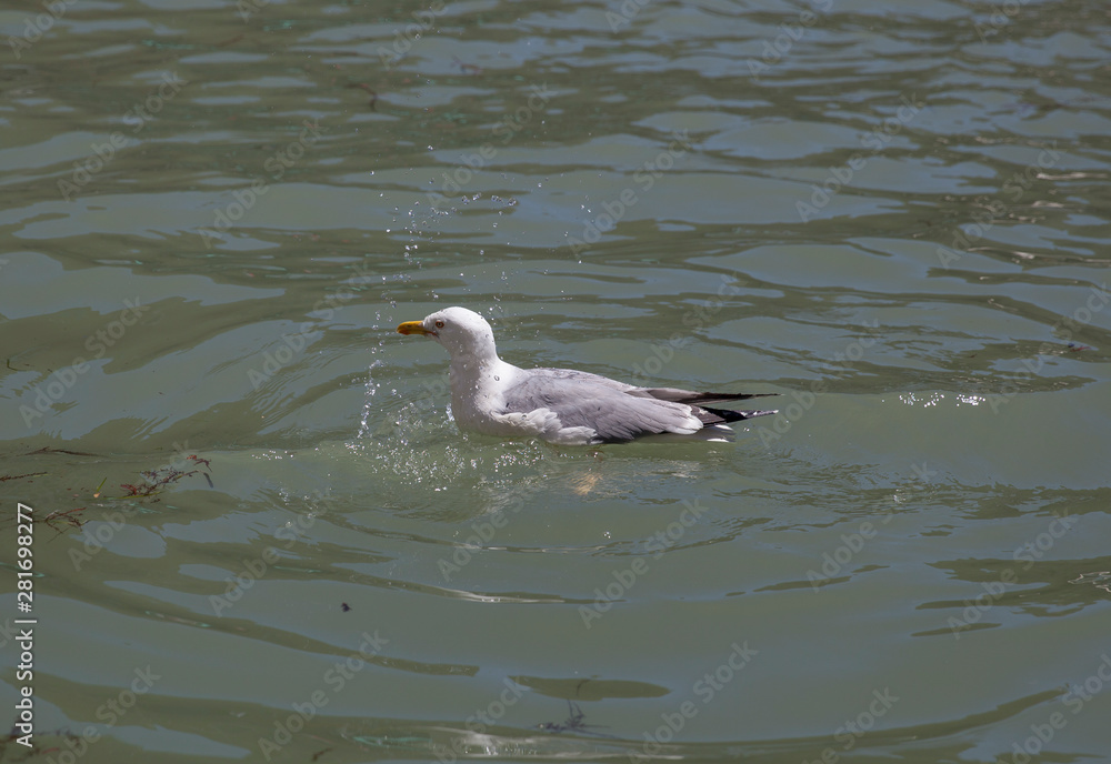 An Herring gull bathing in a canal in Venice ,Italy An Herring gull bathing in a canal in Venice ,Italy
