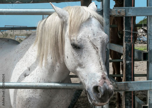 Portrait of a white horse standing in a stall. Horse face close.