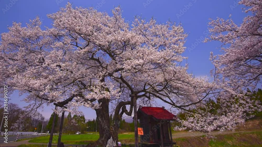 Low angle shot of blooming cherry tree, Shizukuishi, Iwate, Iwate Low angle shot of blooming cherry tree, Shizukuishi, Iwate, Iwate