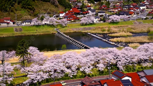 High angle shot of blooming cherry trees in Unnan, Shimane photo