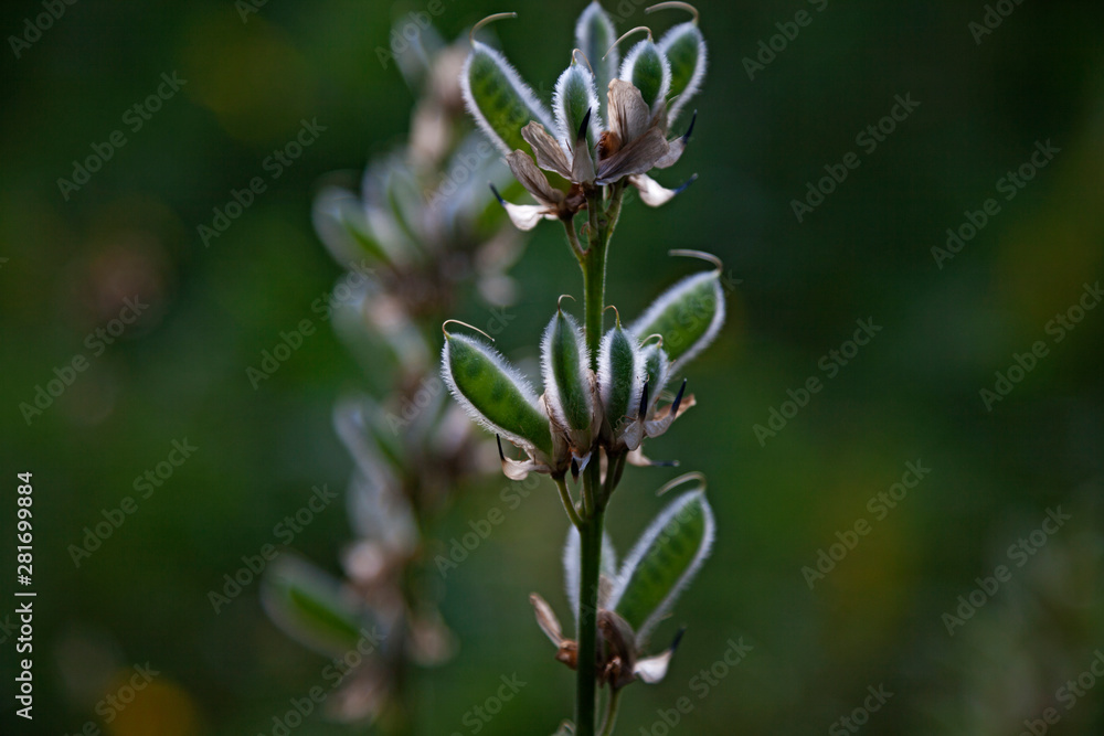 pea pods for flowers that have already bloomed in Roback forest pea pods for flowers that have already bloomed in Roback forest