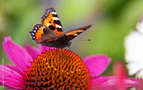 Colorful butterfly landing on pink flower in macro © Peter