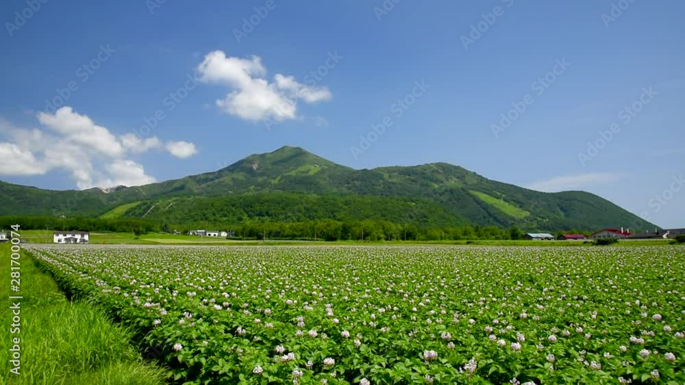 Niseko mountain range seen over blooming potato field Niseko mountain range seen over blooming potato field