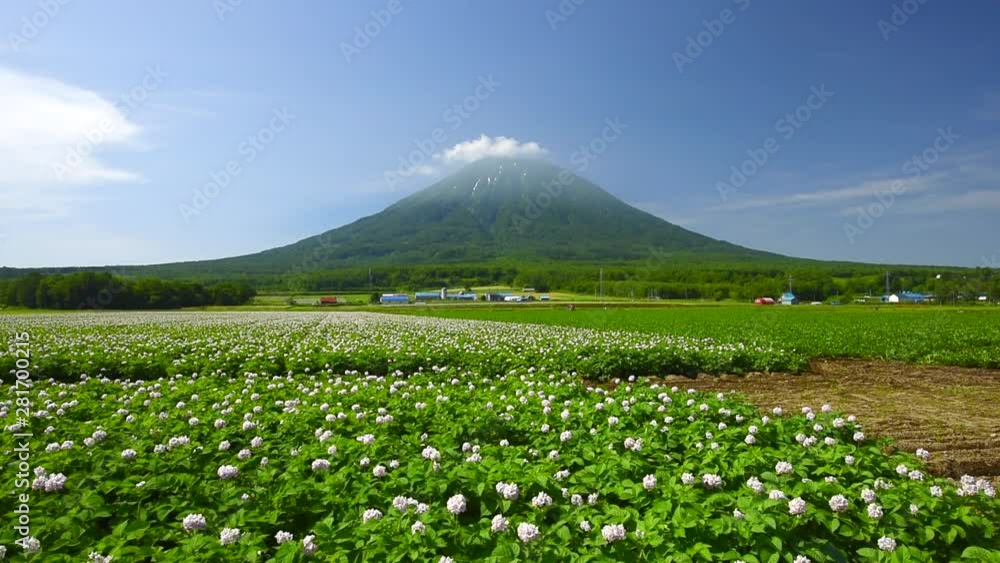 Yotei Mountain and potato field in summer Yotei Mountain and potato field in summer