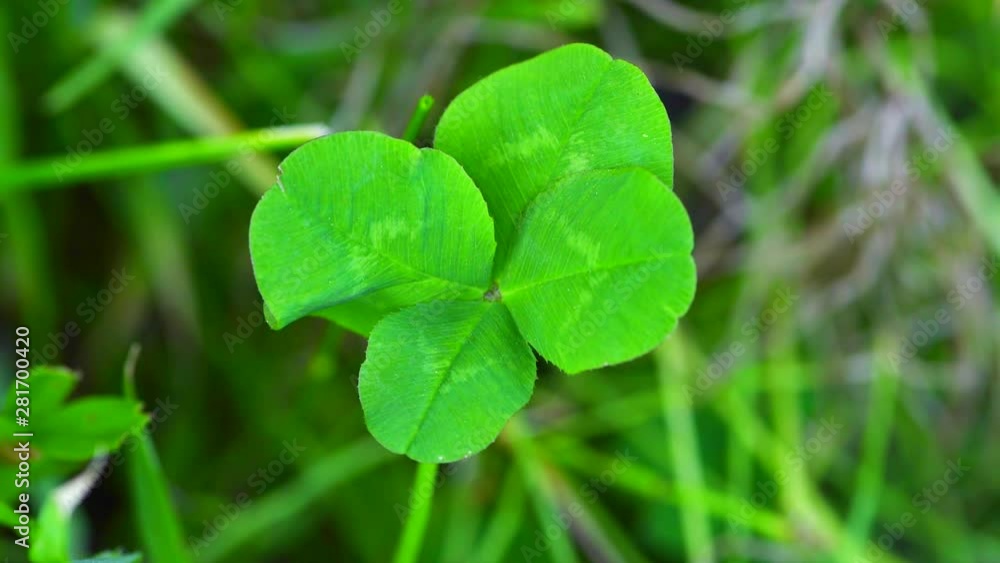 Four Leafed Clover seen from above, Kikonai, Kamisu, Hokkaido Four Leafed Clover seen from above, Kikonai, Kamisu, Hokkaido