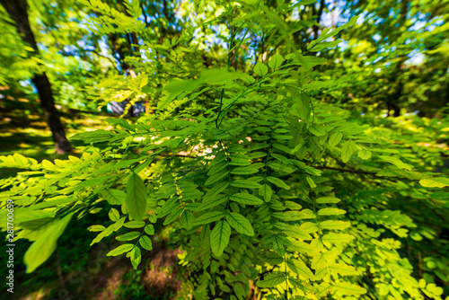 Acacia leaves on bush in summer sunshine in the park