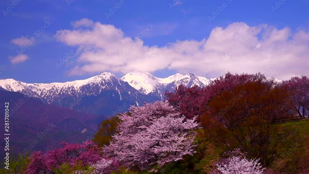 Cherry blossoms blooming in spring with Central Alps in background Cherry blossoms blooming in spring with Central Alps in background